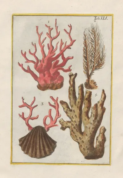Rerum Naturalium Historia Nempe Quadrupedum Pl 41