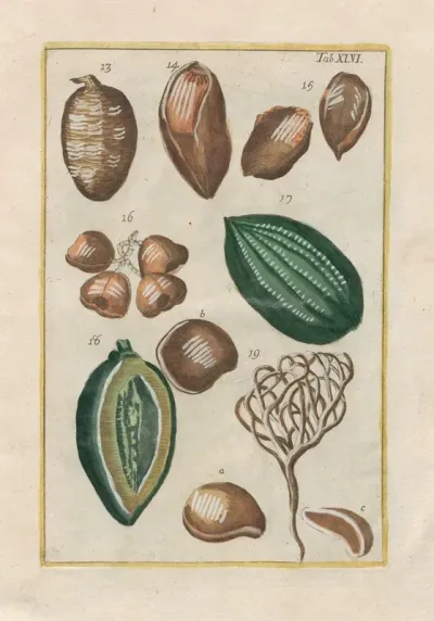 Rerum Naturalium Historia Nempe Quadrupedum Pl 46