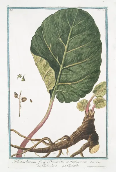Rhabarbarum Forte Dioscoridis Et Antiquorum Rabarbero Rubarbe Rhubarb