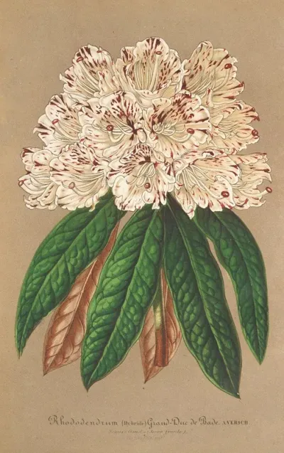 Rhododendrum Grand Duc De Bade