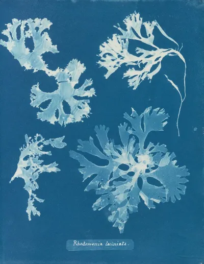 Rhodomenia Laciniata