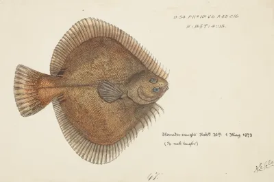 Rhombosolea Plebeia Nz Sand Flounder