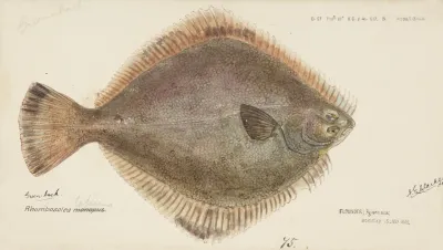 Rhombosolea Tapirina Flounder