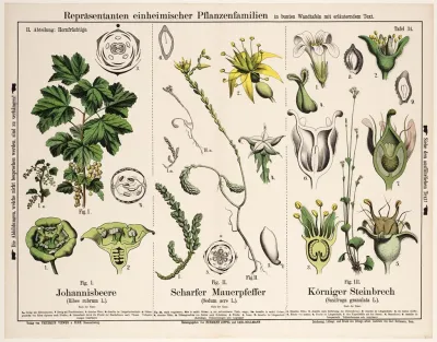 Ribes Rubrum Sedum Acre Saxifraga Granulata Aalbes Muurpeper Knolsteenbreek