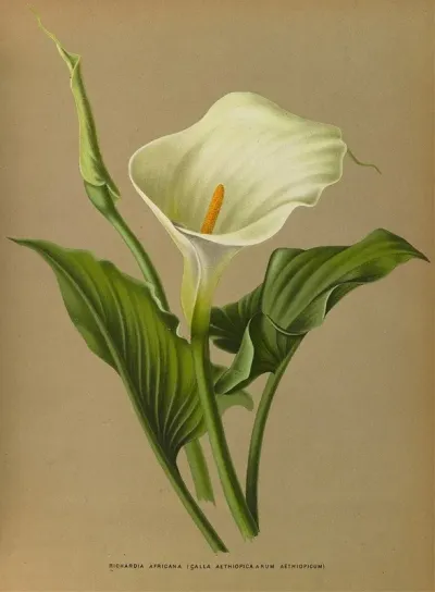 Richardia Africana