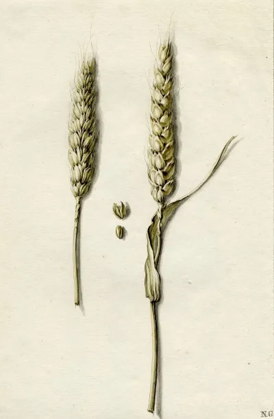 Rijpe Tarwe