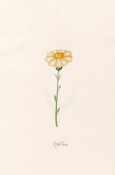 Ringelblum 2