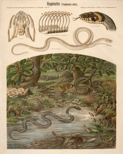 Ringelnatter Tropidonotus Natrix