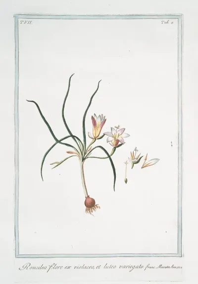Romulea Flore Ex Violaceo Et Luteo Variegato