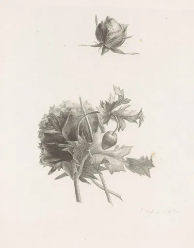 Roos En Andere Bloem