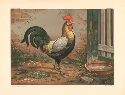 Rooster 7