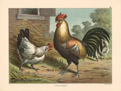 Rooster And Hens 2
