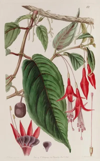 Rooting Fuchsia
