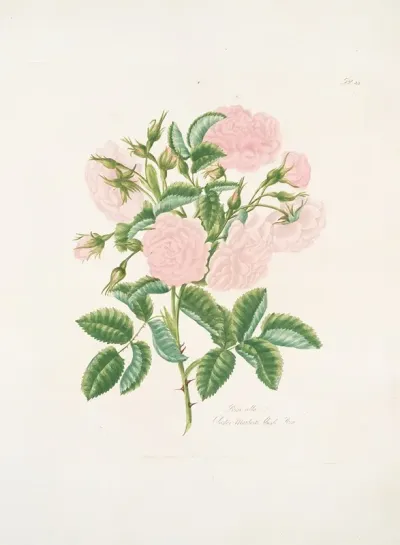 Rosa Alba