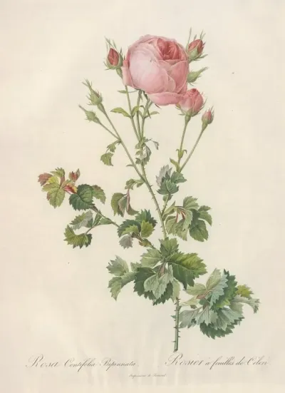 Rosa Centifolia Bipinnata