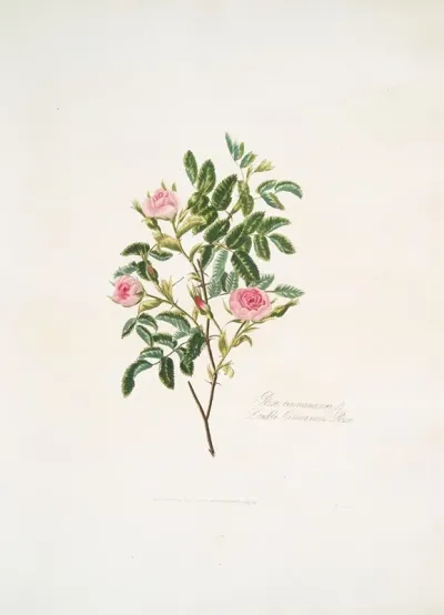 Rosa Cinnamomea
