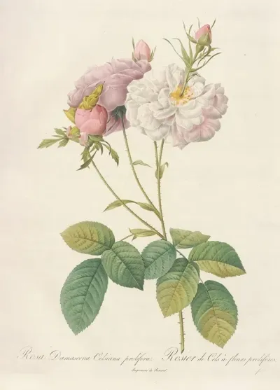 Rosa Damascena Celsiana Prolifera
