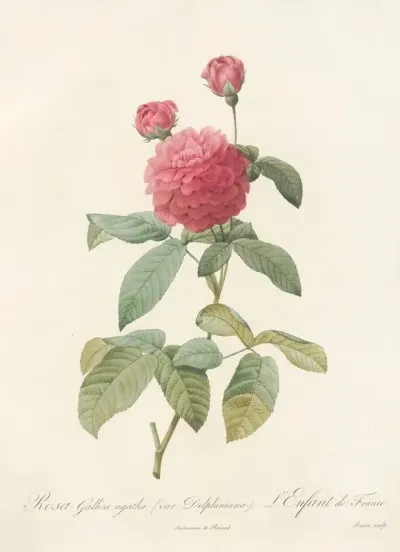 Rosa Gallica Agatha Var Delphiniana