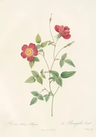 Rosa Indica Stelligera