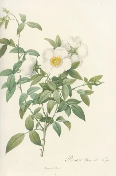 Rosa Nivea