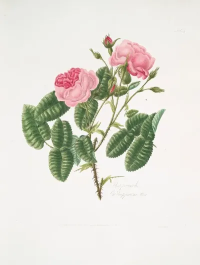 Rosa Provincialis4