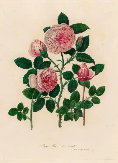 Rosa Thea Et Variet