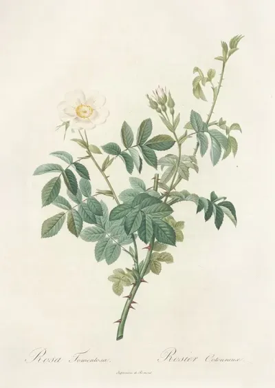 Rosa Tomentosa 2