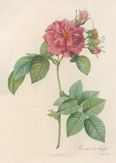 Rosa Turbinata