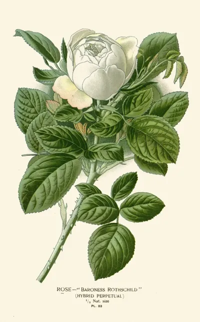 Rose Baroness Rothschild