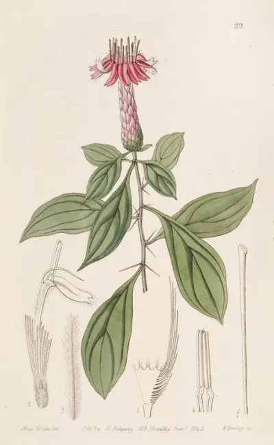 Rose Coloured Barnadesia