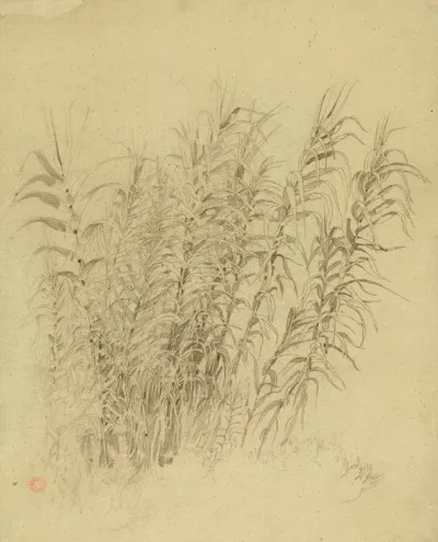 Roseaux