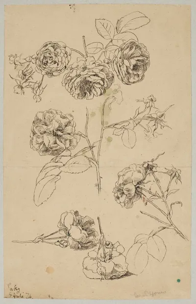 Rosebuds 2