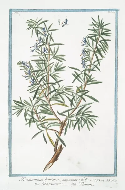 Rosemarinus Hortensis Angustiore Folio Rosmarino Rosmarin Rosemary