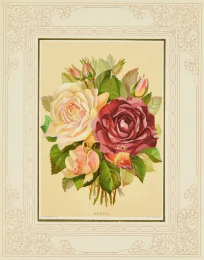 Roses 32
