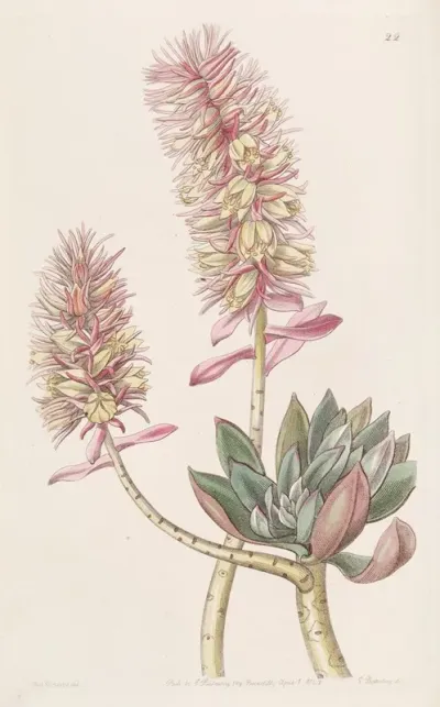 Rosy Echeveria