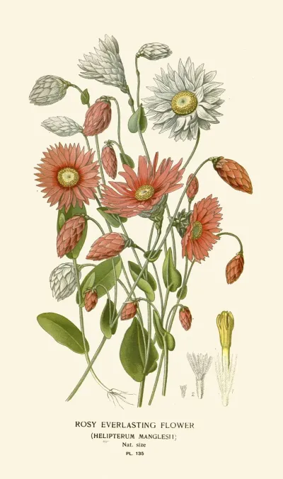 Rosy Everlasting Flower