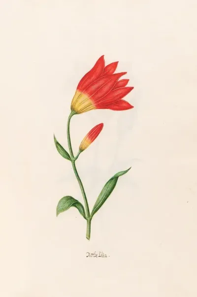 Rothe Lilia Lily