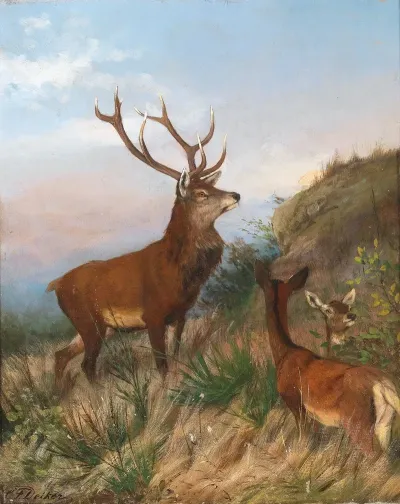 Rotwild In Der Abenddammerung