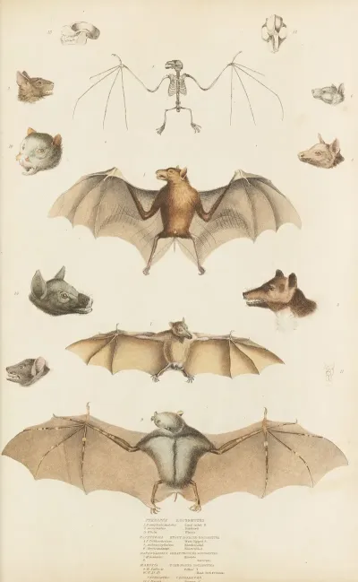 Roussettes 2