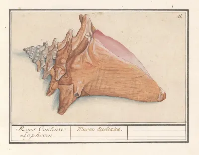 Roze Vleugelhoorn Strombus Gigas Roos Couleure Laphoorn Murex Aculeatus