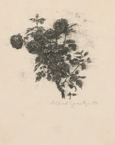 Roze
