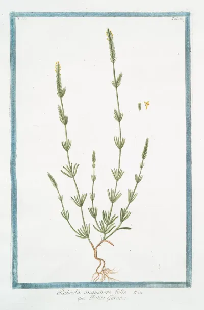 Rubeola Angustiore Folio Petite Garance