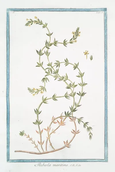 Rubeola Maritima