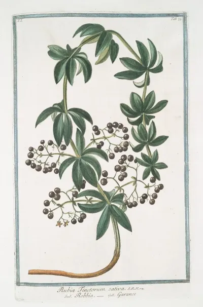 Rubia Tincotorum Sativa Robbia Garance Tincture Of The Root Or Dyers Madder
