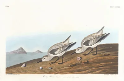 Ruddy Plover