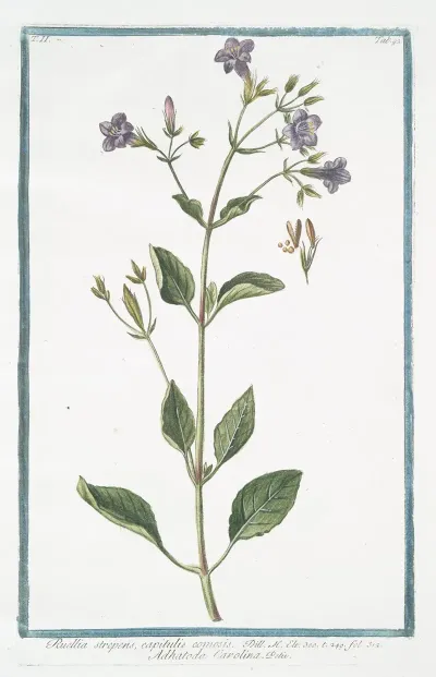 Ruellia Strepens Capitulis Comosis Adhatoda Carolina Wild Petunia 2