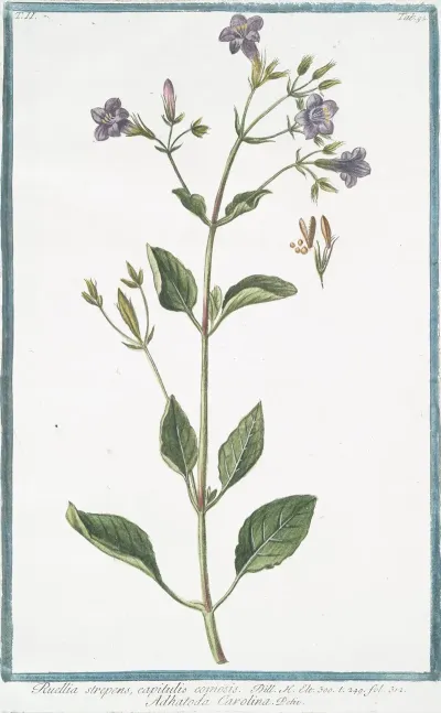 Ruellia Strepens Capitulis Comosis Adhatoda Carolina Wild Petunia