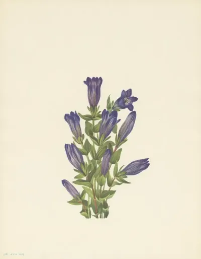 Ruff Gentian Gentiana Calycosa 2
