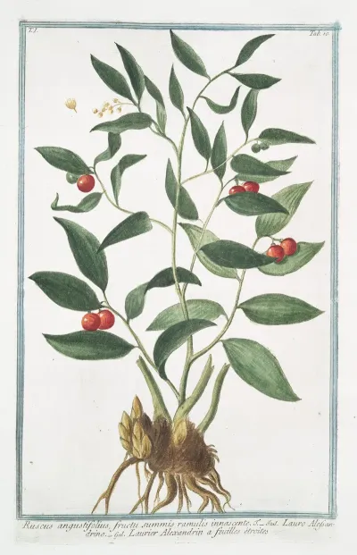 Ruscus Angustifolius Fructu Summis Ramulis Innascente Lauro Alessandrino Laurier Alexandrin A Feuilles Etroites