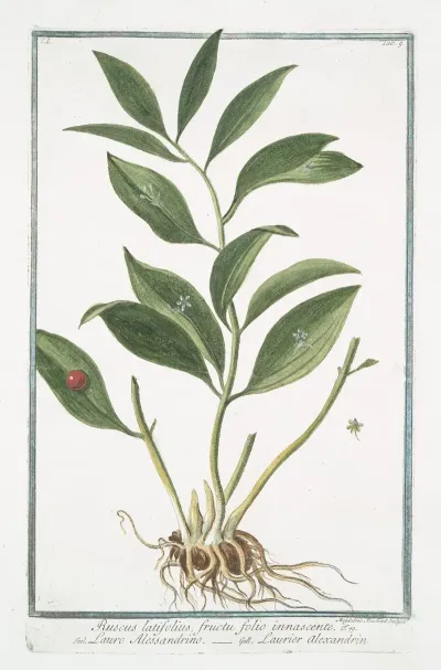Ruscus Latifolius Fructu Folio Innascente Lauro Alessandrino Laurier Alexandrin